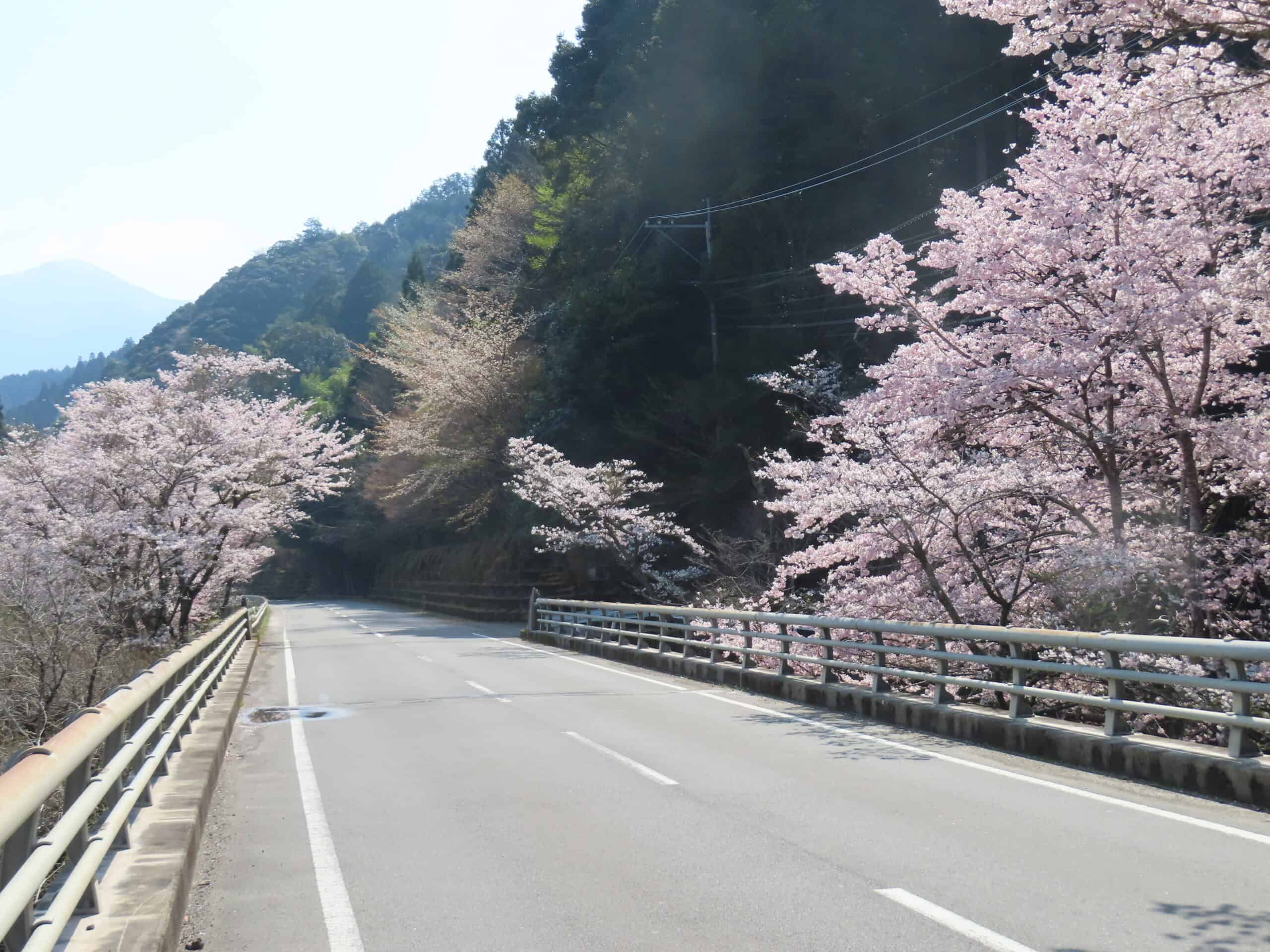 2025年、水上村・桜開花情報 part 3 | 市房観光ホテル